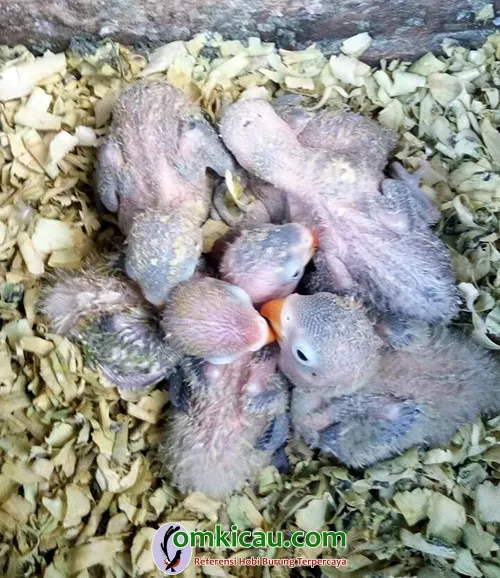 breeding lovebird
