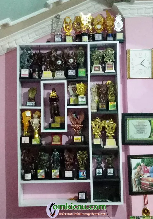 penangkaran burung murai batu