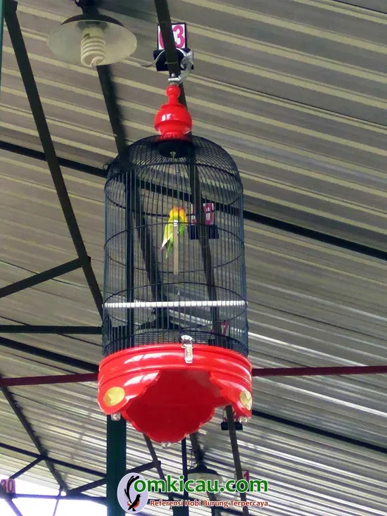 perawatan lovebird