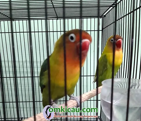 perawatan lovebird