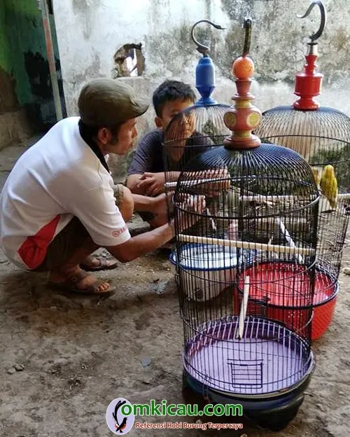 cara merawat burung lovebird
