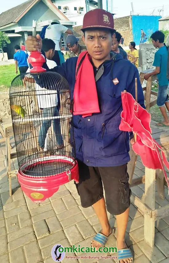 cara merawat burung lovebird