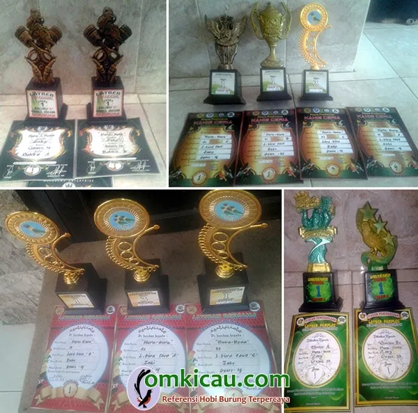 lovebird jawara