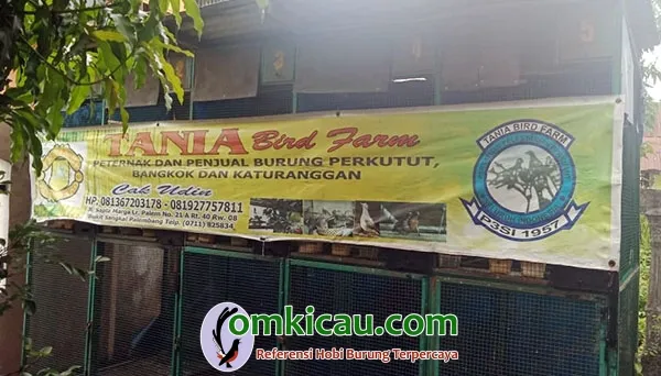 Tania BF Palembang Tania BF Palembang