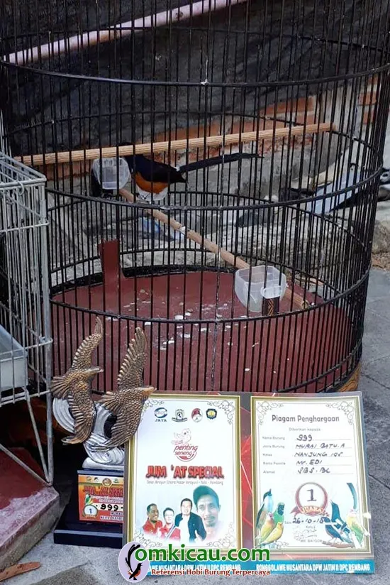 perawatan murai batu