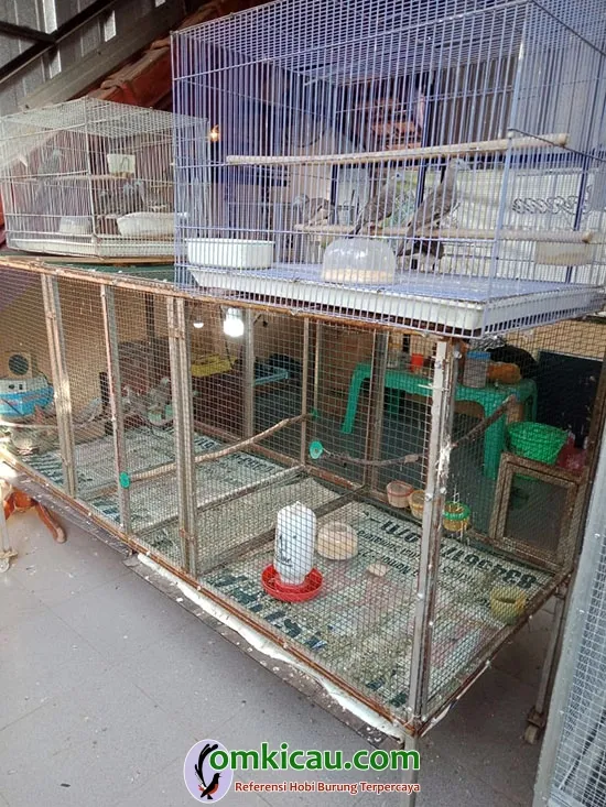 kandang umbaran perkutut
