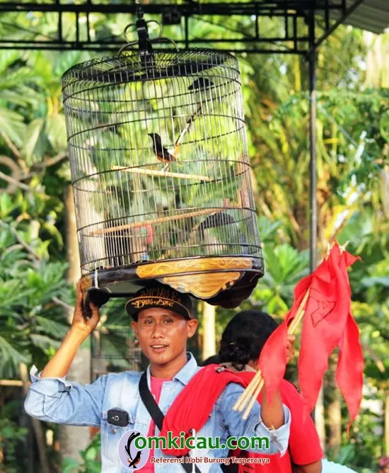 cara merawat burung murai batu