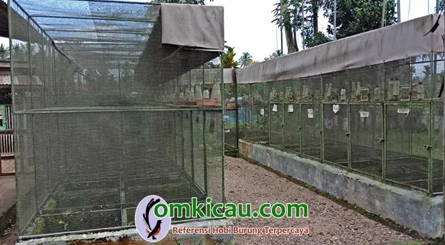 cara beternak burung perkutut
