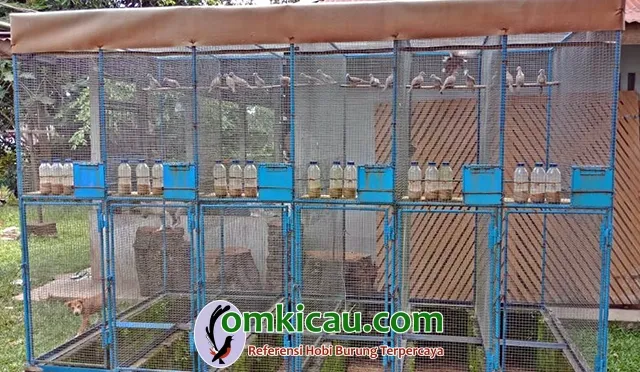 Kurnia BF Payakumbuh