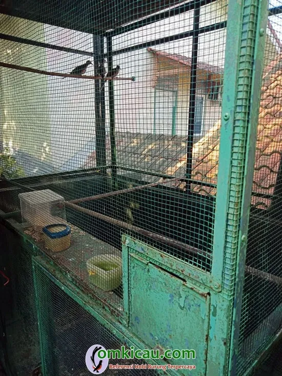 breeding perkutut