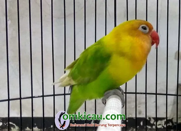 Lovebird Jolong Lovebird Jolong