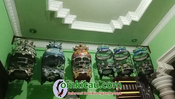 kualitas perkutut