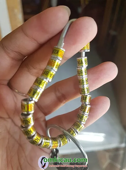breeding perkutut