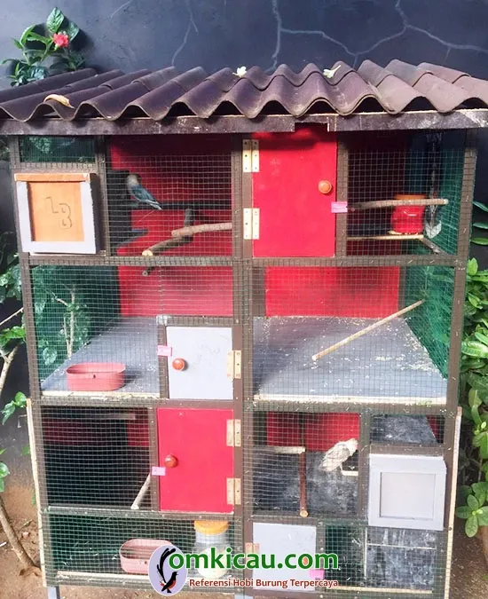 SS Bulldog Lovebird Farm