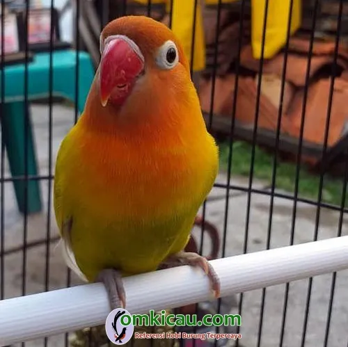 lovebird Mulus RBT lovebird Mulus RBT