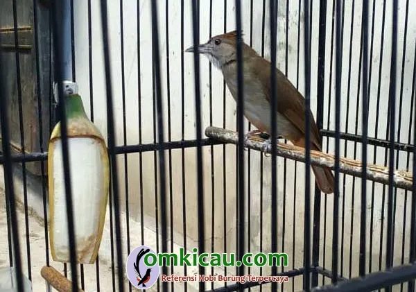 perawatan burung kapas tembak