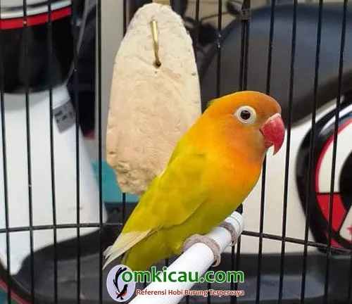 cara merawat burung lovebird