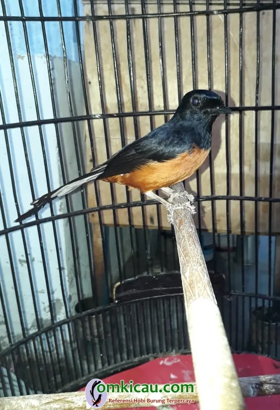 cara merawat burung murai batu