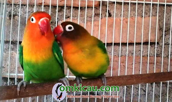 beternak lovebird