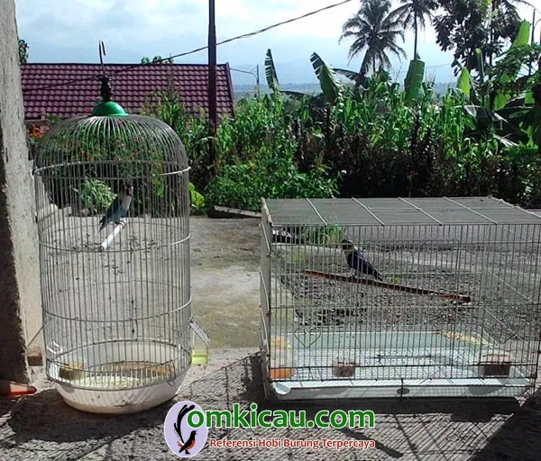 penjemuran lovebird