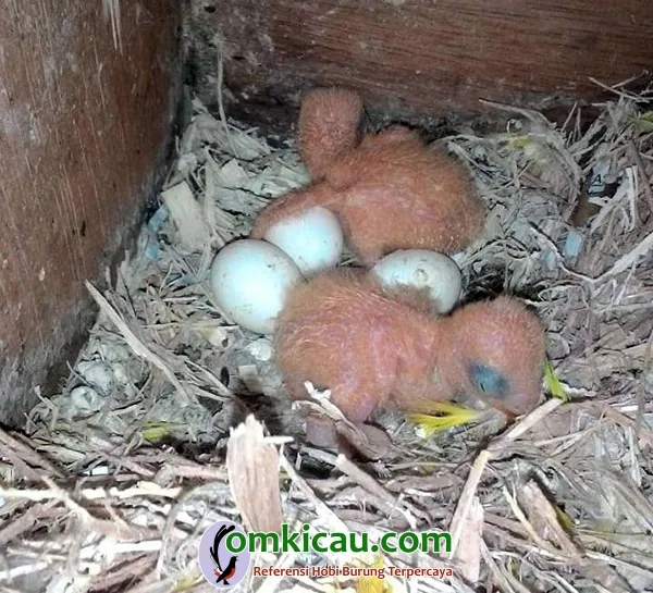 ternak lovebird