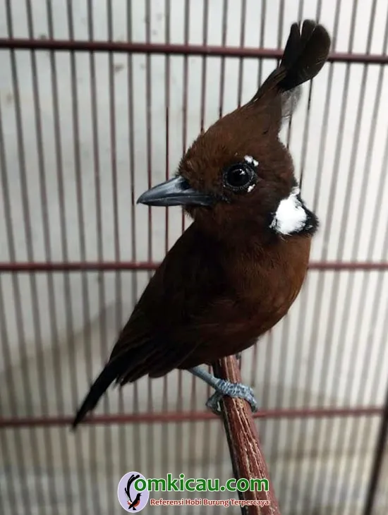 burung cililin cokelat