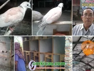 HW Bird Farm Ngawi