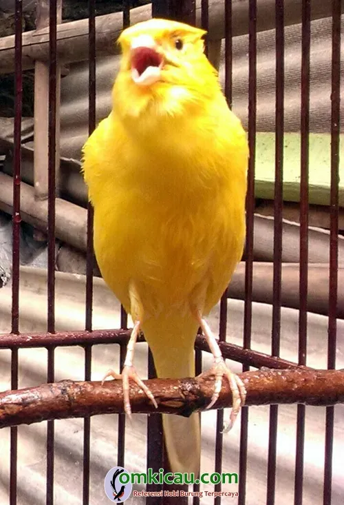 perawatan kenari