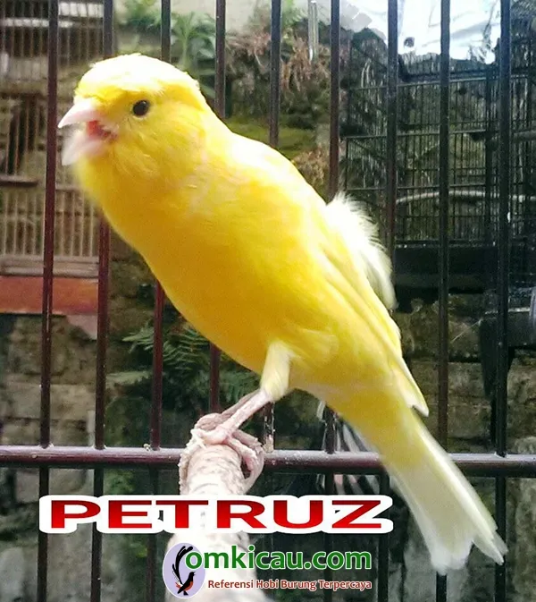 kenari Petruz kenari Petruz