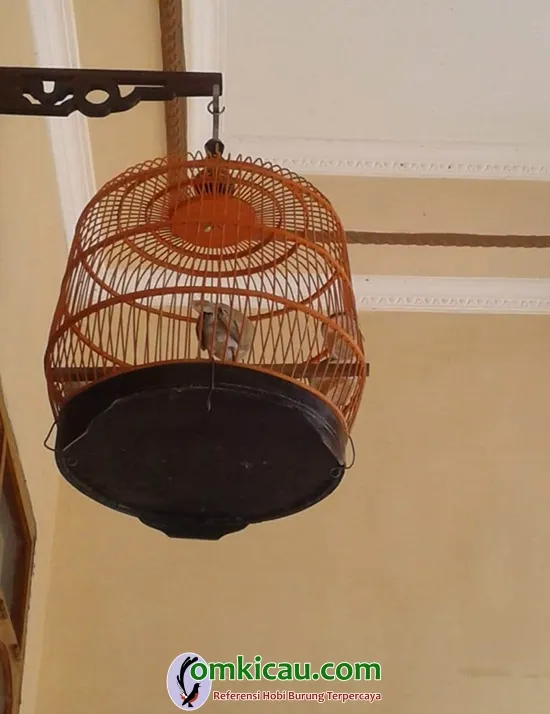 burung puter pelung