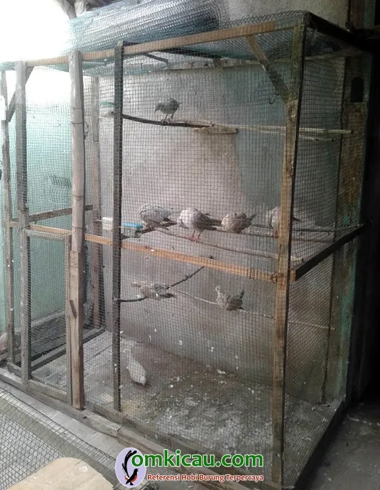 penangkaran puter pelung