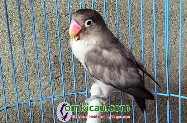 cara beternak burung lovebird