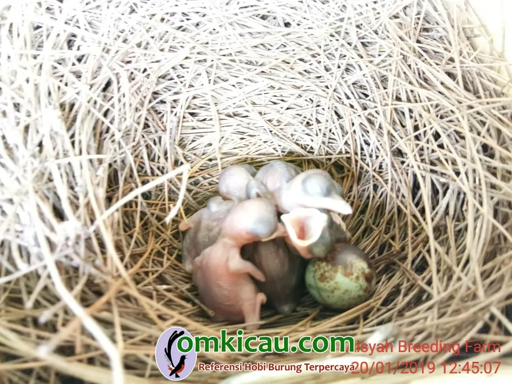 Anakan MB Aisyah Breeding Farm