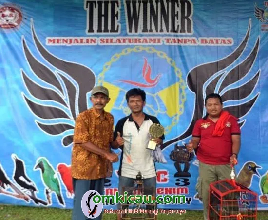 juara ciblek