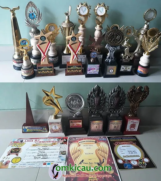 murai batu prestasi