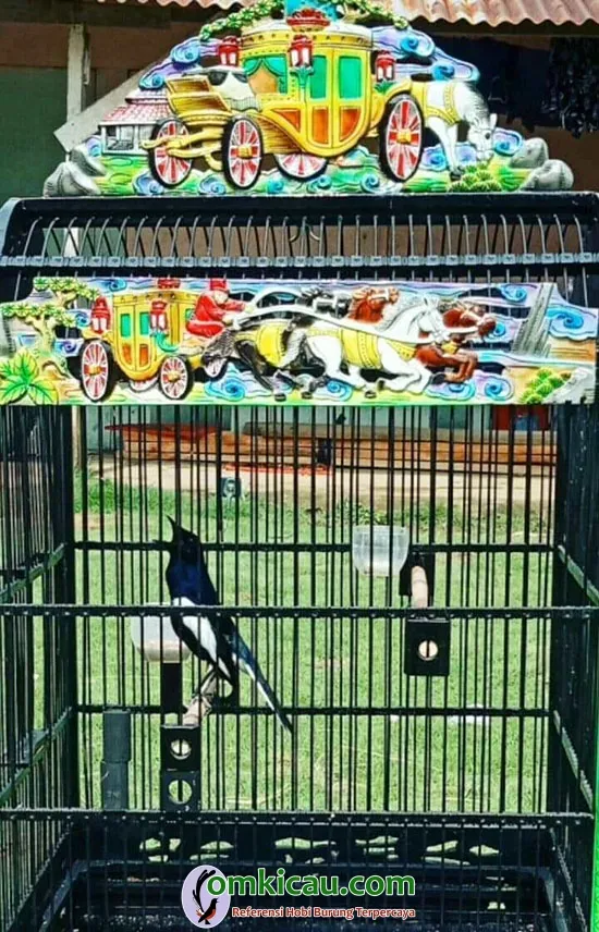 cara merawat burung kacer