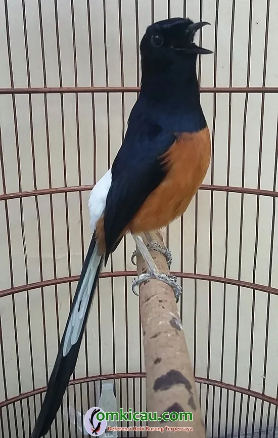 murai batu Gatrix murai batu jawara
