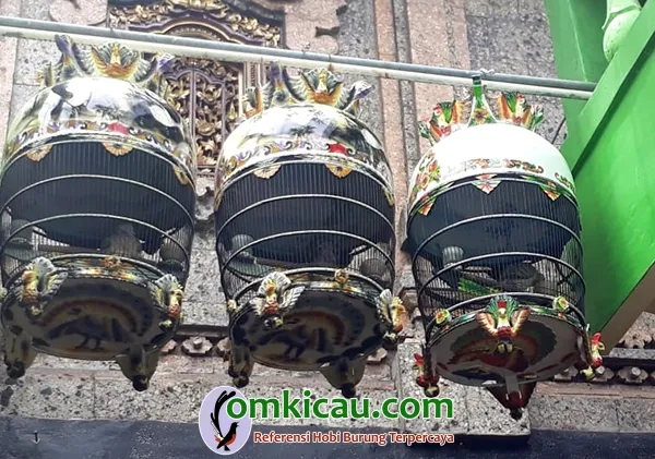 DNA BF Pekutut Diangin Anginkan