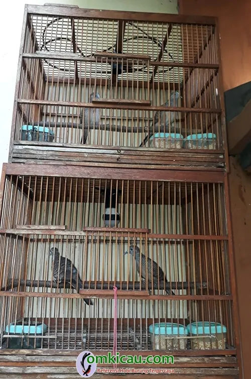 ternak perkutut