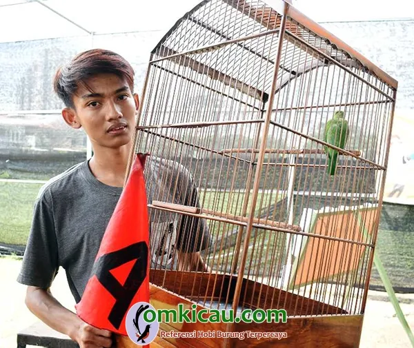cucak ijo Vocal