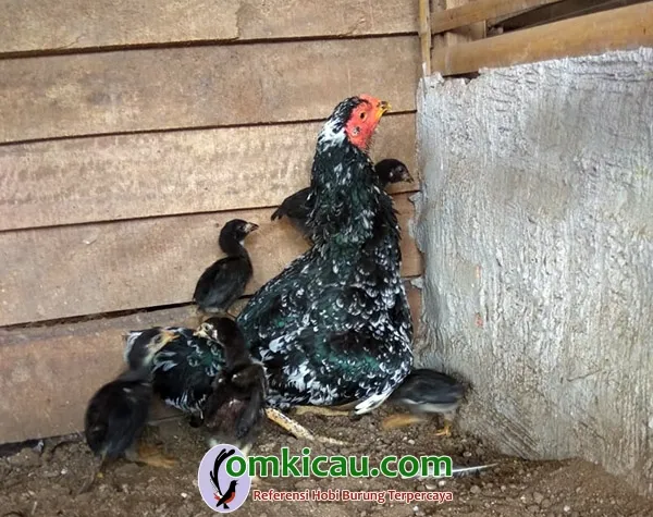 induk ayam aduan