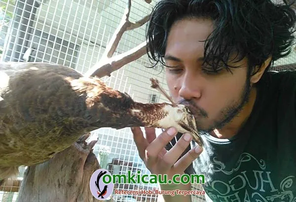 Mahasvin Farm Om Aswin Bercanda Dengan Meraknya