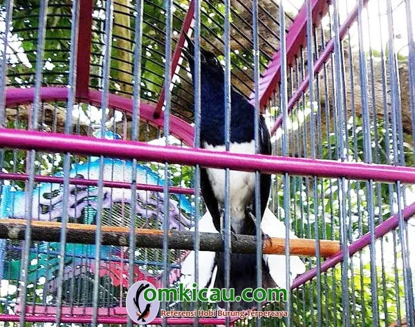 cara merawat burung kacer