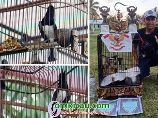 kacer Garuda