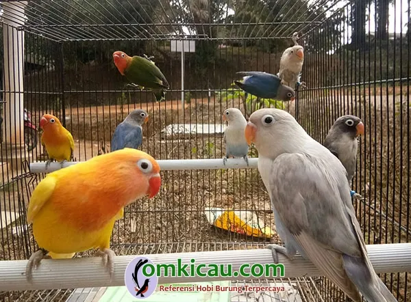 breeding lovebird warna