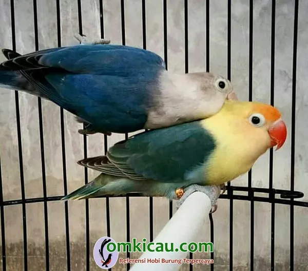 lovebird warna