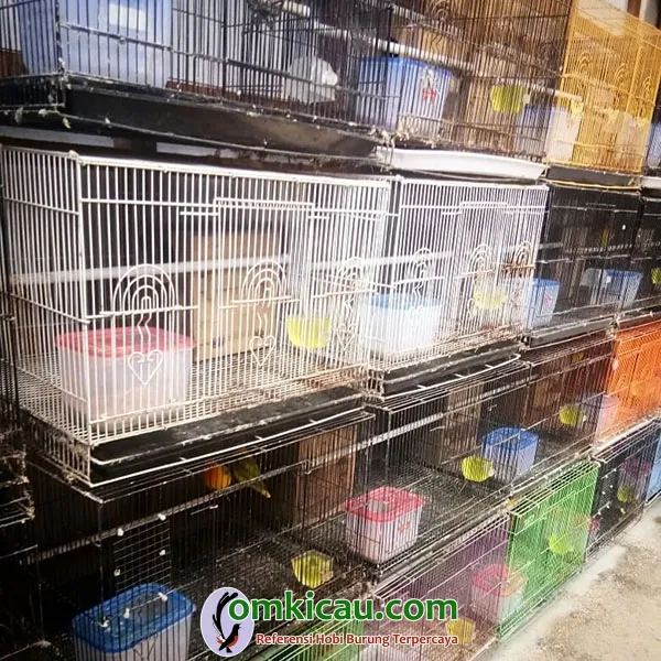 lovebird warna
