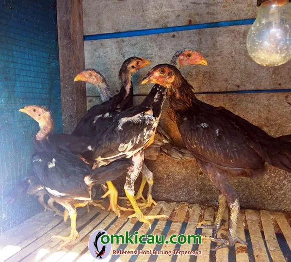 cara beternak ayam aduan