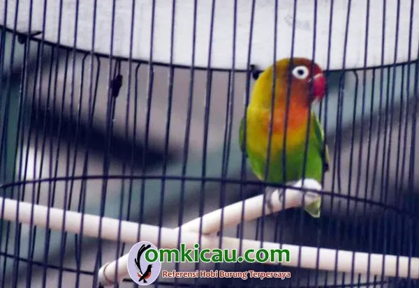 lovebird Cantona