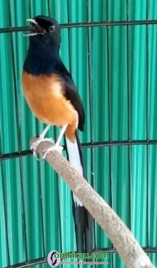 murai batu King Aras murai batu King Aras